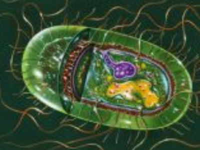 Gıdalarda Salmonella Aranması Gıdalarda Salmonella Aranması