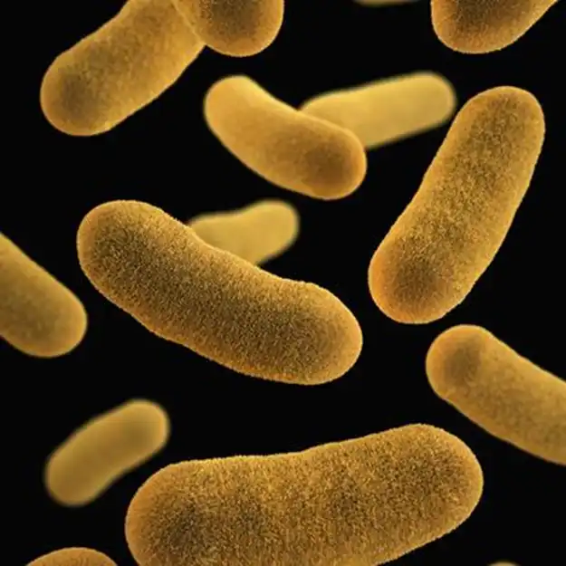 Burkholderia
