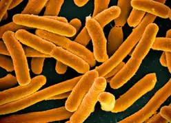 Escherichia coli