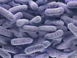 Enterobacteriaceae