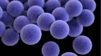 Staphylococcus